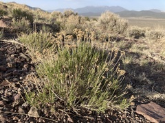 Chrysothamnus greenei