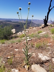 Cirsium neomexicanum utahense