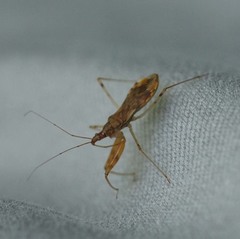 Gorpis brevilineatus