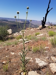 Cirsium neomexicanum utahense