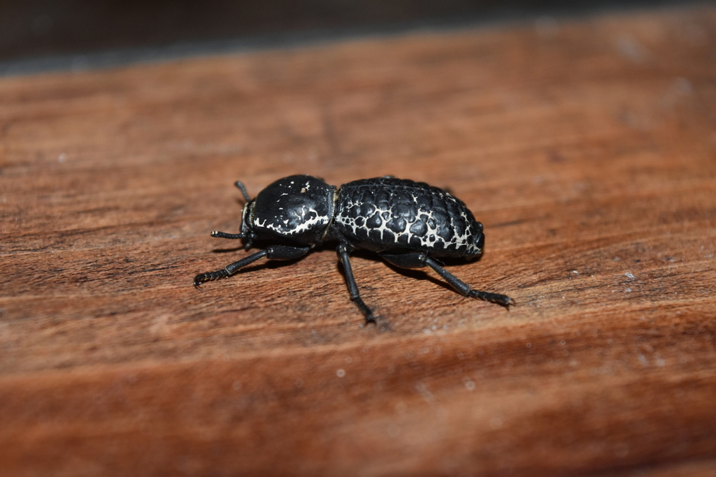 Zopherus laevicollis