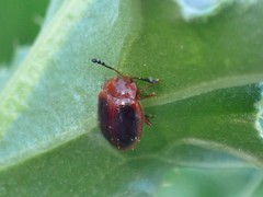 Stenotarsus hispidus