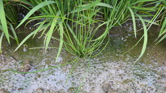 Eleocharis yokoscensis