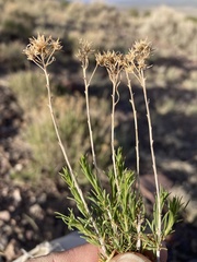 Chrysothamnus greenei