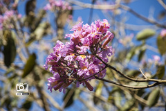 Handroanthus impetiginosus