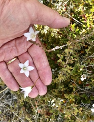Wahlenbergia pygmaea
