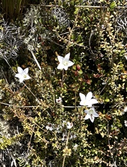 Wahlenbergia pygmaea