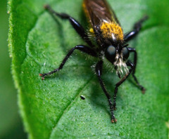 Laphria sericea