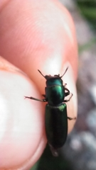 Temnoscheila virescens