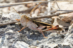 Macrocara conglobata