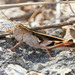 Rainbow Grasshopper - Photo (c) Lek Khauv, some rights reserved (CC BY), uploaded by Lek Khauv