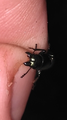 Temnoscheila virescens