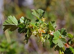 Ribes inerme