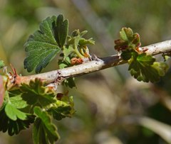 Ribes inerme