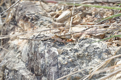Macrocara conglobata
