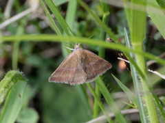 Phytometra viridaria