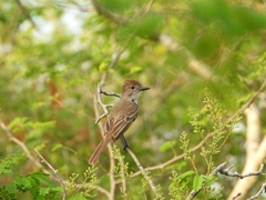 Myiarchus yucatanensis