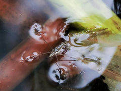 Limnogonus