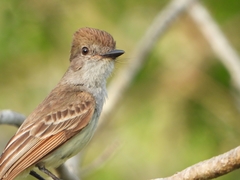 Myiarchus yucatanensis