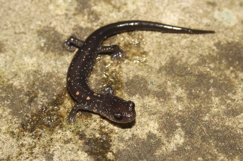 Wehrle's Salamander