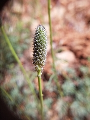 Dalea searlsiae