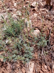 Dalea searlsiae