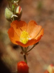 Sphaeralcea rusbyi