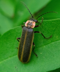 Podabrus brevicollis