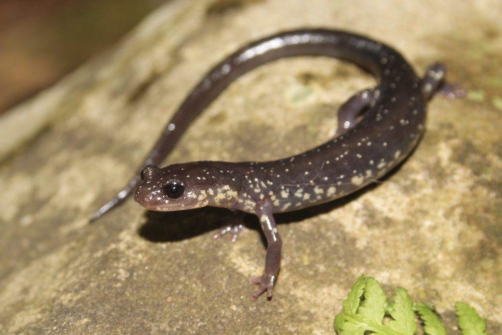 Wehrle's Salamander