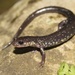 Plethodon wehrlei - Photo (c) Ty Smith,  זכויות יוצרים חלקיות (CC BY-NC), uploaded by Ty Smith