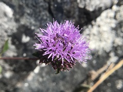 Monardella purpurea