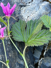 Rubus arcticus stellatus