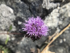 Monardella purpurea