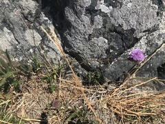 Monardella purpurea