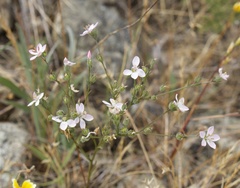 Hesperolinon congestum