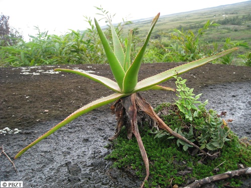 Aloe bernadettae image