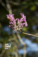 Handroanthus impetiginosus