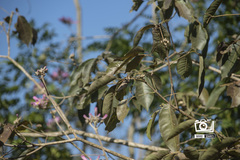 Handroanthus impetiginosus