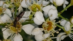 Molorchus bimaculatus