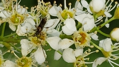 Molorchus bimaculatus