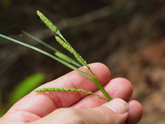 Carex virescens
