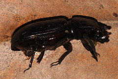 Aulacocyclus kaupii
