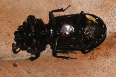 Aulacocyclus kaupii