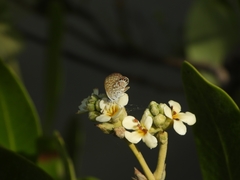 Brephidium exilis yucateca