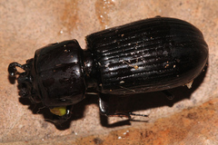 Aulacocyclus kaupii