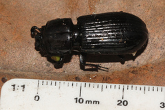 Aulacocyclus kaupii