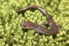 Plethodon nettingi
