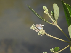 Brephidium exilis yucateca