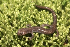 Plethodon nettingi