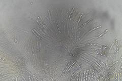 Pulvinula archeri